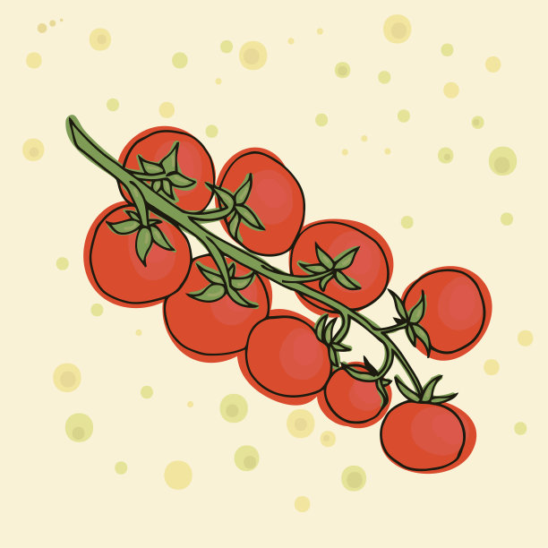 西红柿矢量插图。图片下载