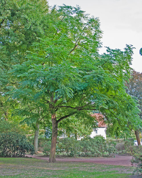 德国坏萨尔兹德弗斯温泉公园的连翘树图片下载