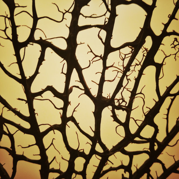 分支线轮廓图片下载