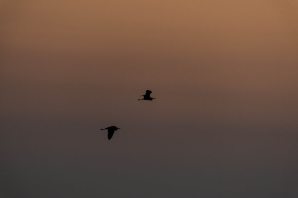 金色时段的鸟类轮廓图片下载