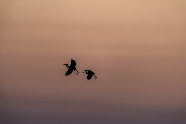 金色时段的鸟类轮廓图片下载