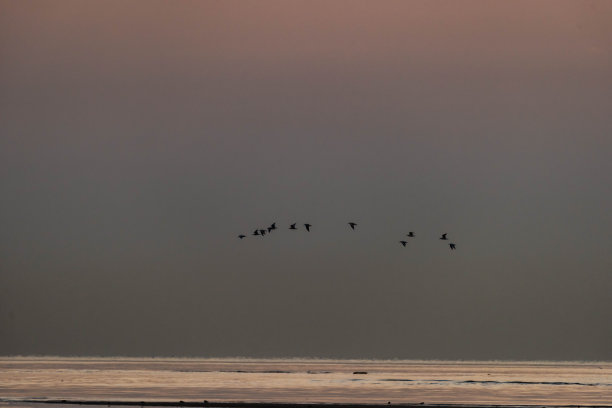 金色时段的鸟类轮廓图片下载