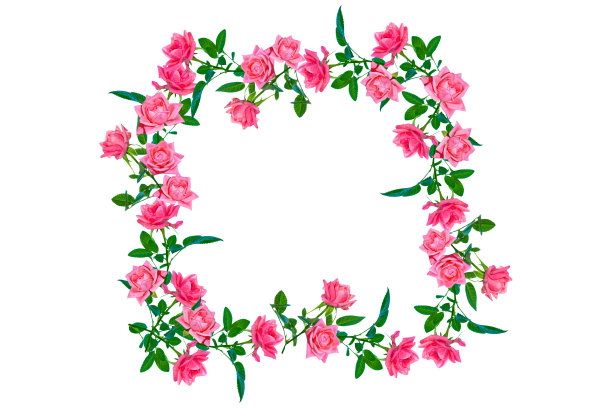 白色背景上的玫瑰图片下载