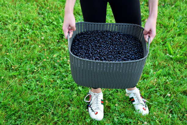 手里拿着篮子里的蓝莓的女人图片下载