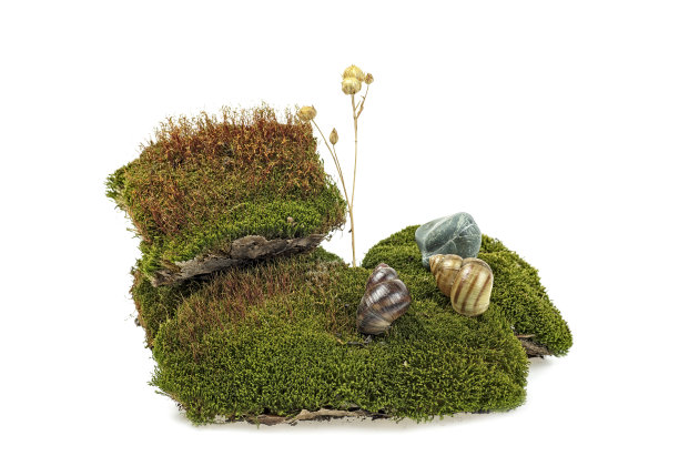 白色背景上有蜗牛和石头的绿色苔藓图片下载