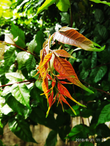 美丽的叶子图片下载