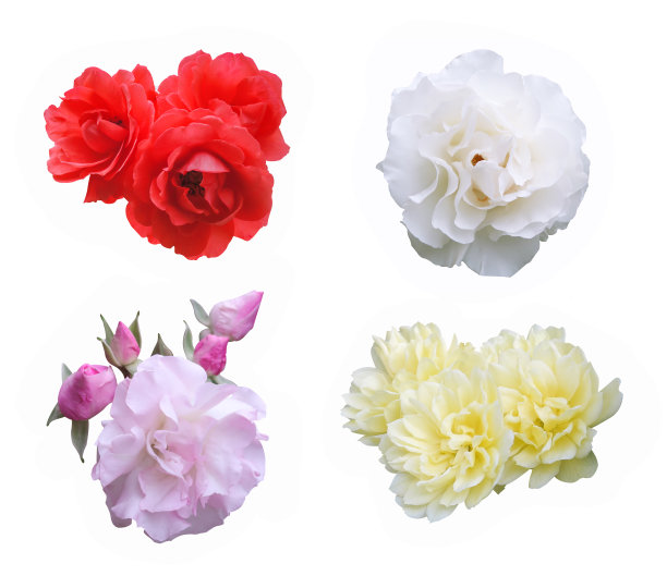 粉红色，红色，白色，黄色玫瑰在白色的背景与修剪路径图片下载