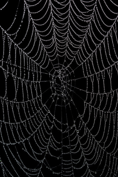 蜘蛛的网孤立在黑色图片下载