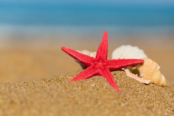 海滩。图片下载