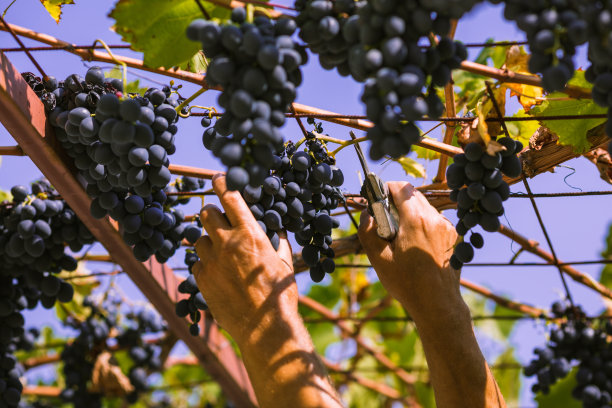 两名男性用修剪剪刀修剪红葡萄的照片。蓝色的葡萄挂在葡萄藤上。葡萄熟了，底色是紫色的。图片下载