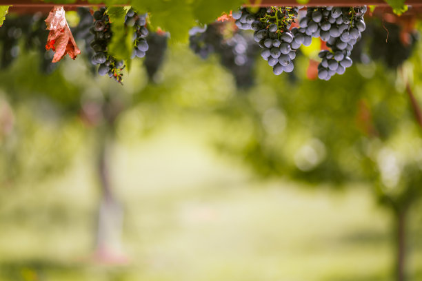 照片中的红葡萄，挂在葡萄藤上。蓝色的葡萄已经准备好采摘了，有一个美丽的模糊的背景和大量的复制空间图片下载