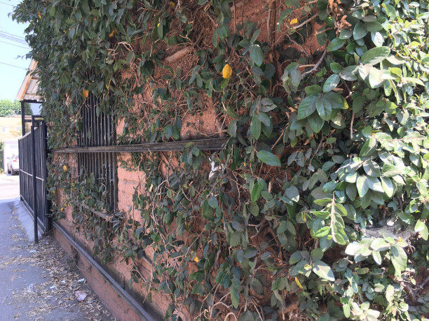 常春藤覆盖的小路图片下载