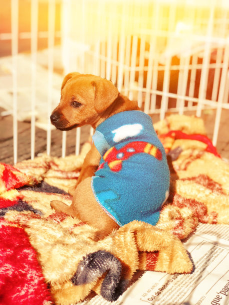 等待被领养的漂亮狗。图片下载