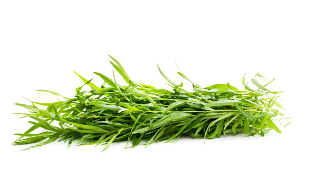 孤立于白色上的一束龙蒿图片下载