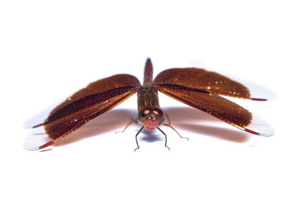 雌性蓝纹蜻蜓孤立于白色背景上图片下载