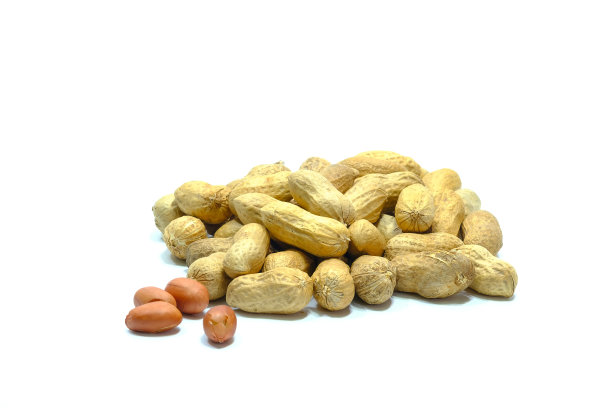 白色背景的坚果图片下载