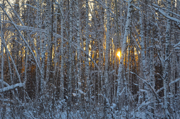 白桦林里的雪图片下载