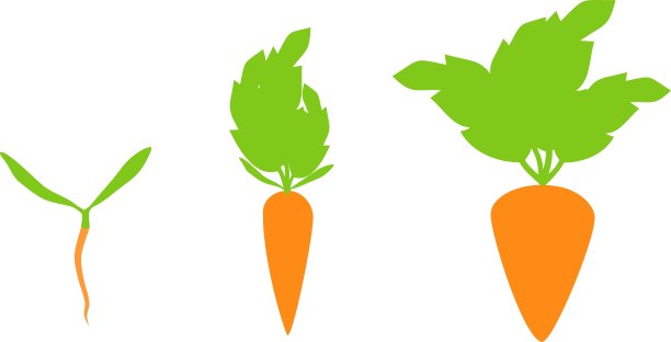 白色背景下胡萝卜的生长阶段图片下载