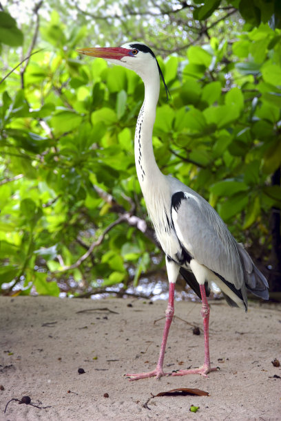苍鹭在沙地上图片下载