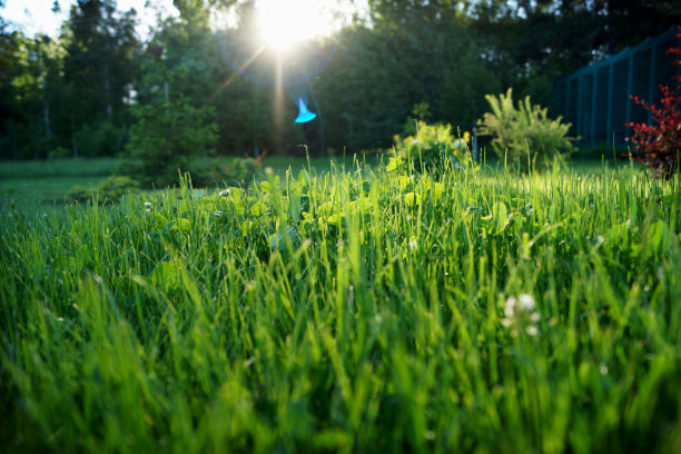 清晨的草丛中耀眼的光芒图片下载