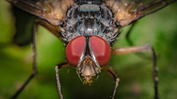 动物的照片图片下载