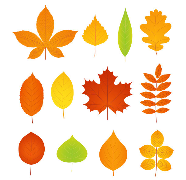 秋叶之静美。向量。一组秋叶的符号。素材图片