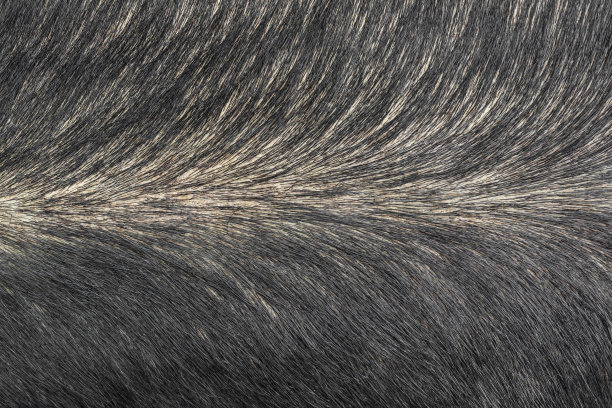 动物的皮肤图片下载