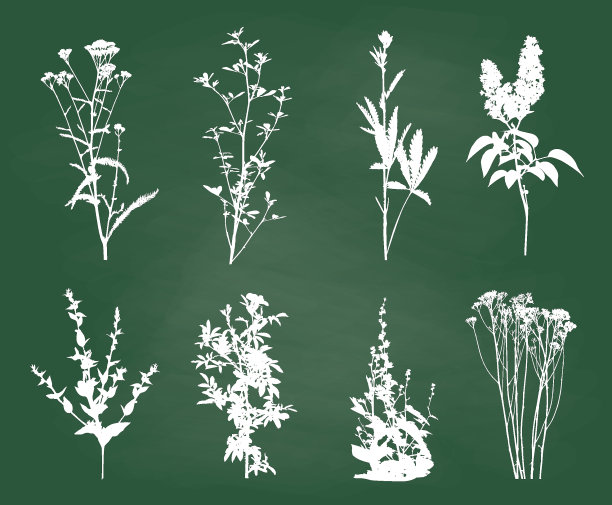 野花和杂草粉笔素描图片下载