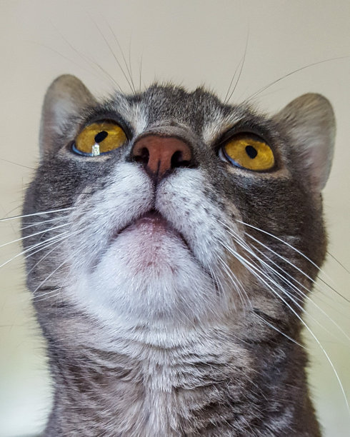 向上看的猫的面部素材图片
