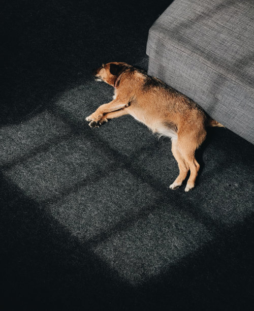 阳光下的小猎犬图片下载