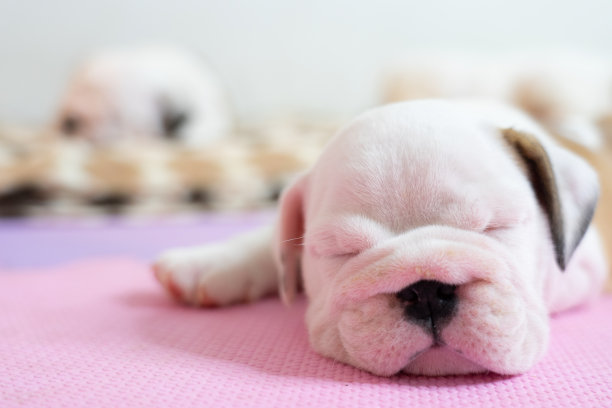 英国斗牛犬躺在彩色背景上。特写照片。白色的小狗在睡觉。图片下载