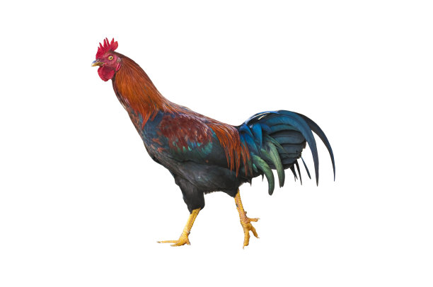 鸡孤立于白色图片下载