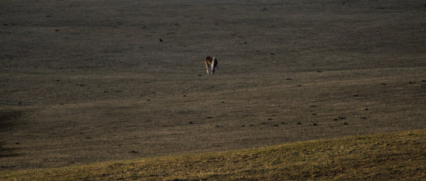 牧场上的马图片下载