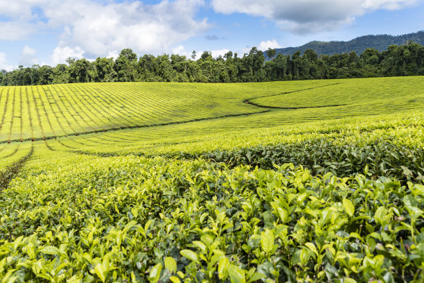 昆士兰北部的茶叶产地图片下载