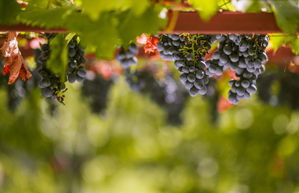照片中的红葡萄，挂在葡萄藤上。蓝色的葡萄已经准备好采摘了，有一个美丽的模糊的背景和大量的复制空间图片下载