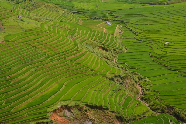 大米和越南图片下载