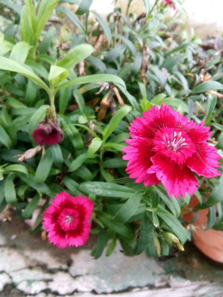 粉红色的花图片下载