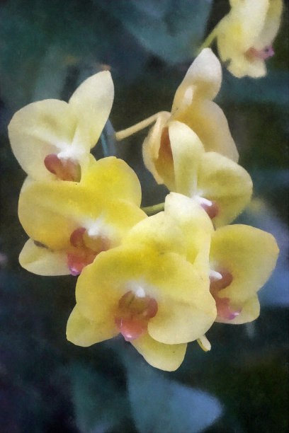 兰花水彩/水彩照片艺术效果/照片艺术效果图片下载