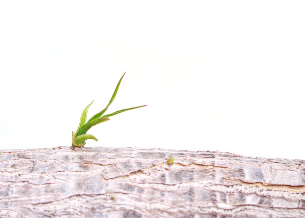 在白色的背景上生长着希望的幼苗。图片下载