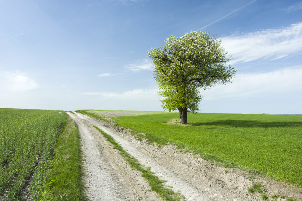 路边的田野上有一棵开花的树图片下载