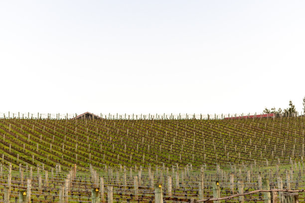 葡萄园生产行图片下载