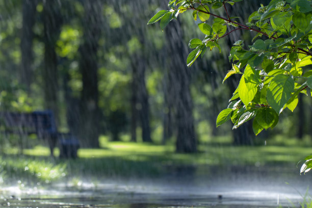 森林里的雨，前景里的湿树叶，背景里的照片，焦点里的雨滴图片下载