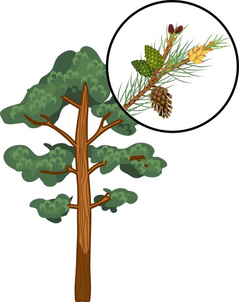 白色背景上有成熟花粉和球果的松树和树枝图片下载