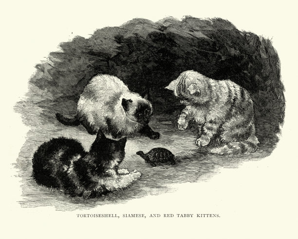 玳瑁，暹罗和红斑猫图片下载