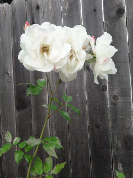 3白玫瑰图片下载