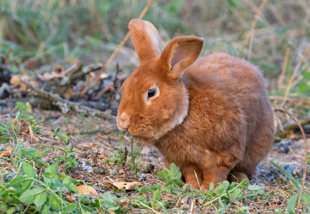 可爱的兔子图片素材ID：323025504