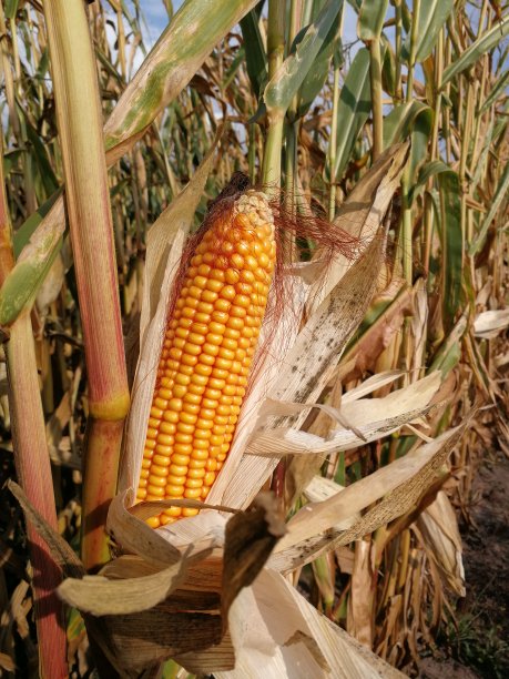 在夏日的阳光下，玉米棒子会靠近图片下载