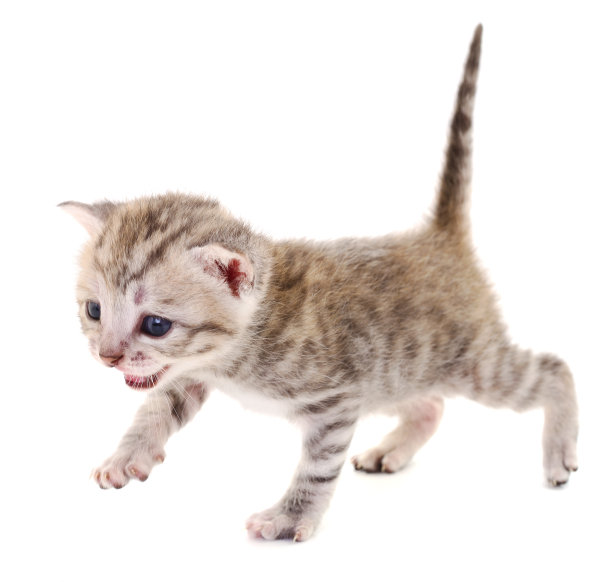 灰色的小猫。图片下载