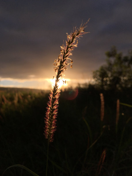 夏威夷考艾岛凯卡哈的日出。图片下载