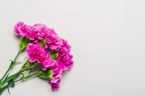 白色背景上的花束素材图片